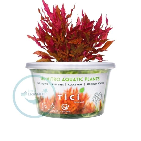 Tici - Alternanthera Reineckii Rosenarvig