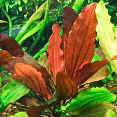 Echinodorus Joyo Red