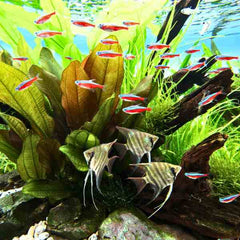 Echinodorus Joyo Red