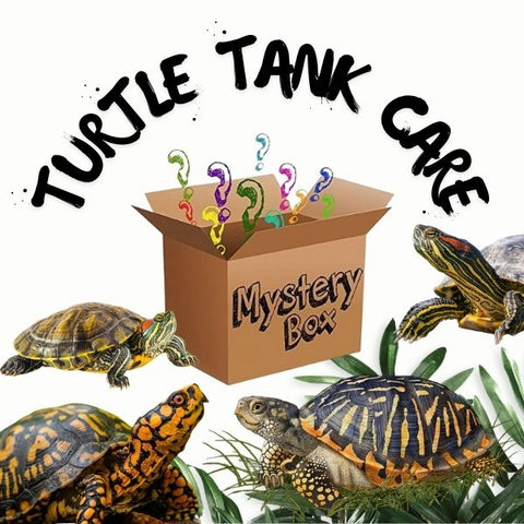 Mystery Box - Turtle Care