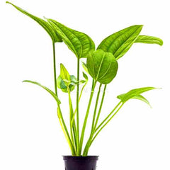 Echinodorus Long Leaf Banana
