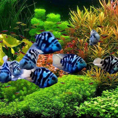 Polar Blue Parrot Cichlid 8cm