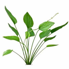 Echinodorus Long Leaf Banana
