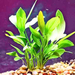 Echinodorus Long Leaf Banana