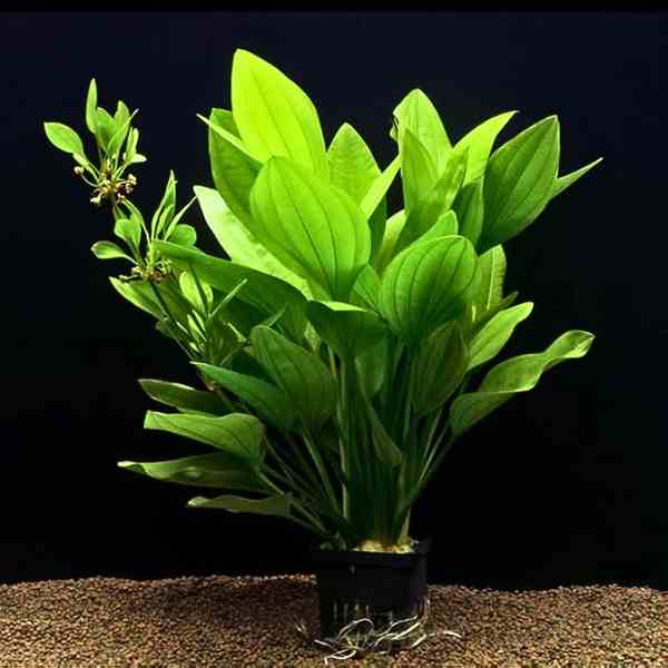 Echinodorus Long Leaf Banana