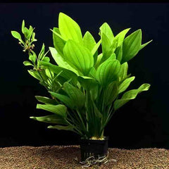 Echinodorus Long Leaf Banana