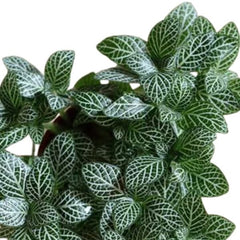 Fittonia Green Indoor Plant (Nerve Plant)