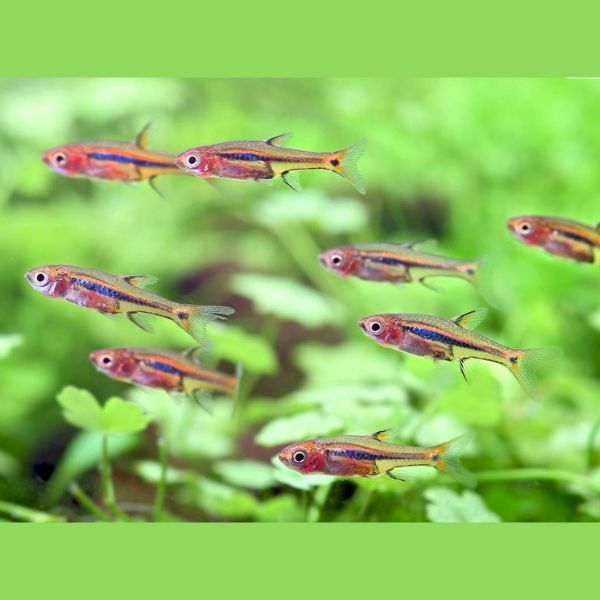 Least Rasbora