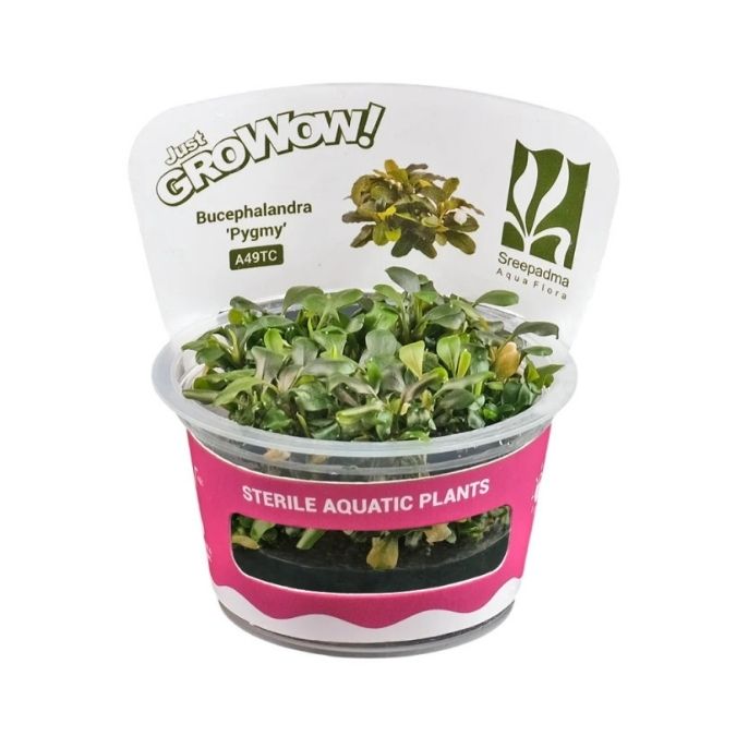 Bucephalandra ‘Pygmy’ TC Growow