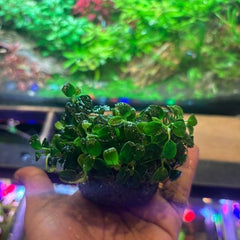 Anubias Petite Micro XXL Bunch