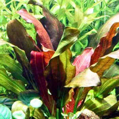 Echinodorus Rose