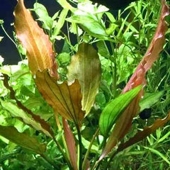 Echinodorus Rose