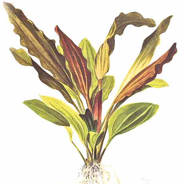 Echinodorus Rose
