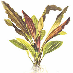 Echinodorus Rose