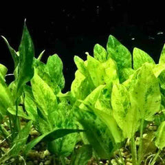 Echinodorus Marble Queen Yellow