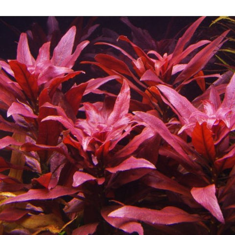 Ludwigia glandulosa