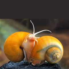 Yellow apple Snail 3cm