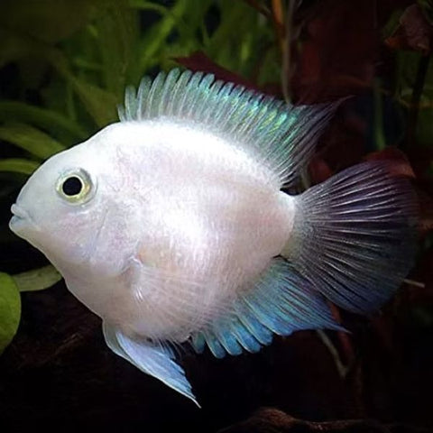 White Polar Parrot Fish 6cm