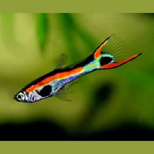 Guppies