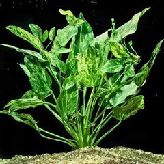 Echinodorus Marble Queen Yellow