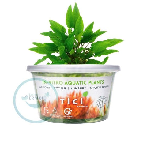 Tici - Cryptocoryn Wendtii Green