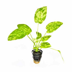 Echinodorus Marble Queen Yellow