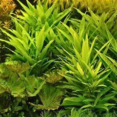 Hygrophila Guyaensis