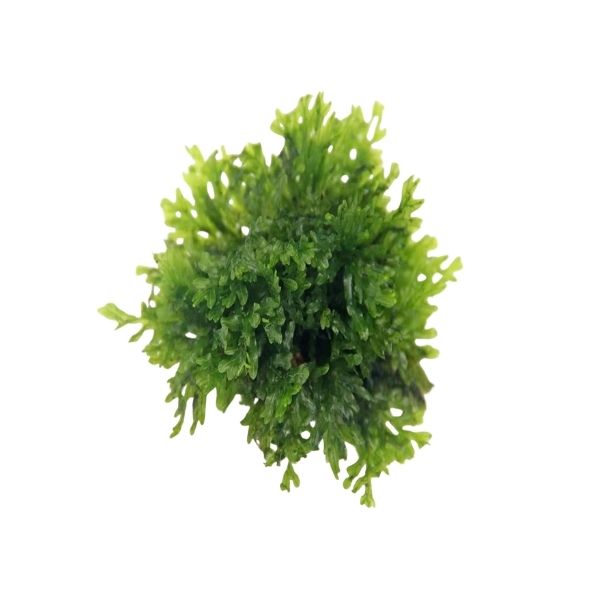 Crepidomanes Micro fern Malabaricum