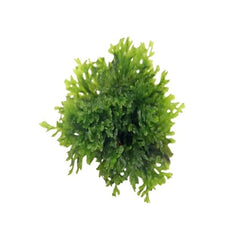 Crepidomanes Micro fern Malabaricum