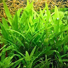 Hygrophila Guyaensis