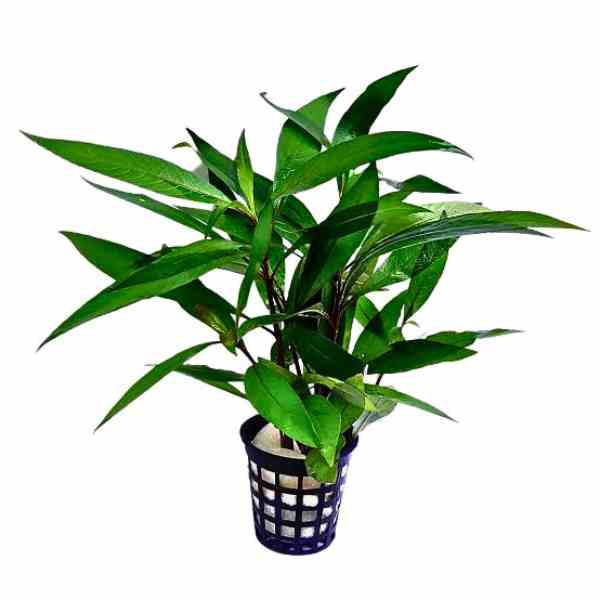Hygrophila Guyaensis