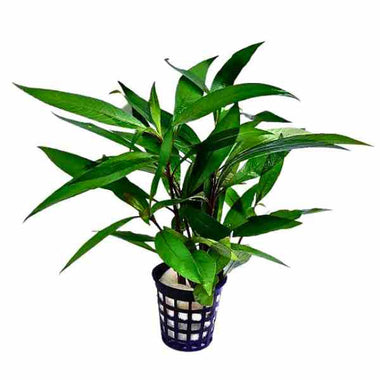 Hygrophila Guyaensis