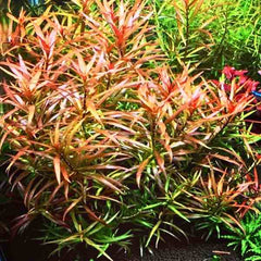 Ludwigia Brevipes