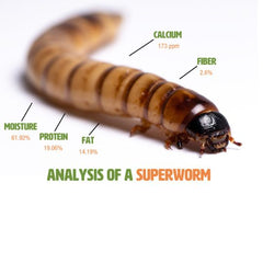 Live Superworm