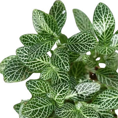 Fittonia Green Indoor Plant (Nerve Plant)