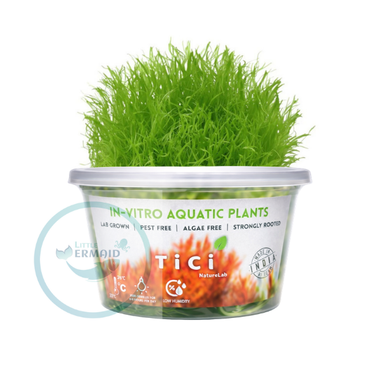 Tici - Eleocharis parvula