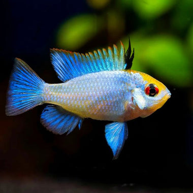 Electric Blue Cichlid 3cm