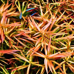 Ludwigia Brevipes