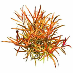 Ludwigia Brevipes
