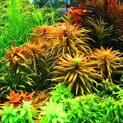 Ludwigia Inclinata
