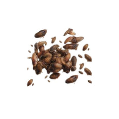Dubia Roaches