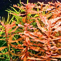 Ludwigia Inclinata
