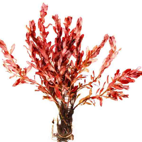 Ludwigia Inclinata