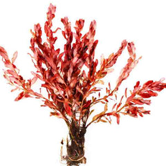 Ludwigia Inclinata