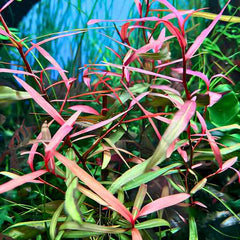 Polygonum Pink