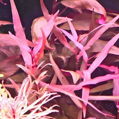 Polygonum Pink