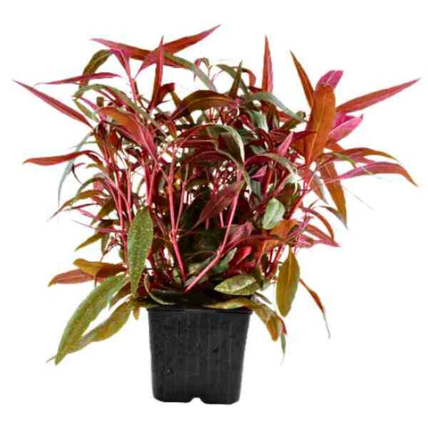 Polygonum Pink