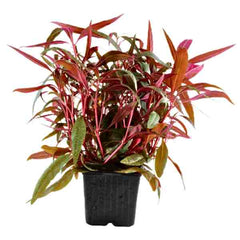 Polygonum Pink