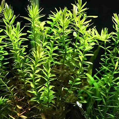 Rotala indica