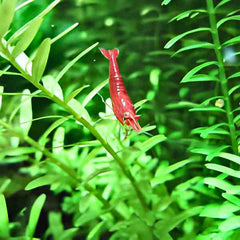 Rotala indica